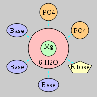 MgRNA type 2PO-RO-3BO     