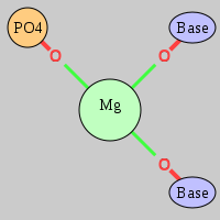 MgRNA type OP-2OB         