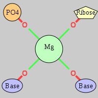 MgRNA type OP-OR-2OB      