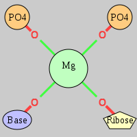 MgRNA type cis-2OP-OR-OB  