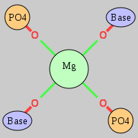 MgRNA type trans-2OP-2OB  