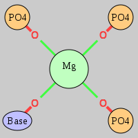 MgRNA type mer-3OP-OB     