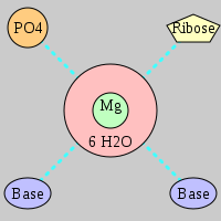 MgRNA type PO-RO-2BO      
