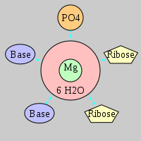 MgRNA type PO-2RO-2BO     