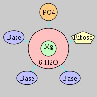 MgRNA type PO-RO-3BO      