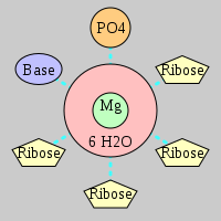 MgRNA type PO-4RO-BO      