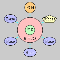 MgRNA type PO-RO-4BO      