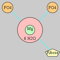 MgRNA type 2PO-RO         