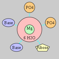 MgRNA type 2PO-RO-2BO     