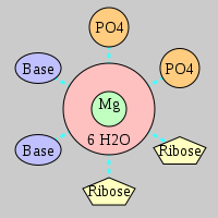 MgRNA type 2PO-2RO-2BO    