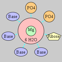 MgRNA type 2PO-RO-4BO     