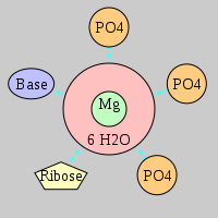MgRNA type 3PO-RO-BO      