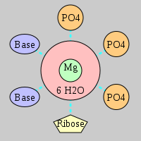 MgRNA type 3PO-RO-2BO     