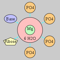 MgRNA type 4PO-RO-BO      