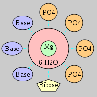 MgRNA type 4PO-RO-3BO     