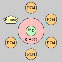 MgRNA type 5PO-RO         