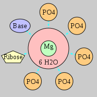 MgRNA type 5PO-RO-BO      