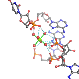 MgRNA representative site for type 5PO-2BO        